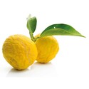 Extrait de yuzu Patisdécor 50 ml Extrait de yuzu Patisdécor 50 ml