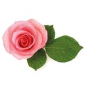 Extrait de rose 5% Patisdécor 50 ml Extrait de rose 5% Patisdécor 50 ml